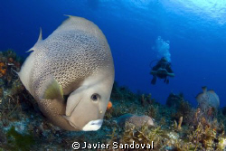 Cozumel wall dive, a gray angelfish checking my camera out by Javier Sandoval 